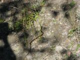 Day 4 - Hummocks - Garter snake 1 Day 4 - Hummocks - Garter snake 1